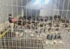 زيادة عدد الأسرى والمعتقلين في سجون الاحتلال إلى أكثر من 9400 حتى بداية مايو