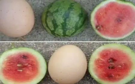 بطيخ صغير بحجم بيضة الدجاج ي revolutionize الزراعة الحديثة في أمريكا