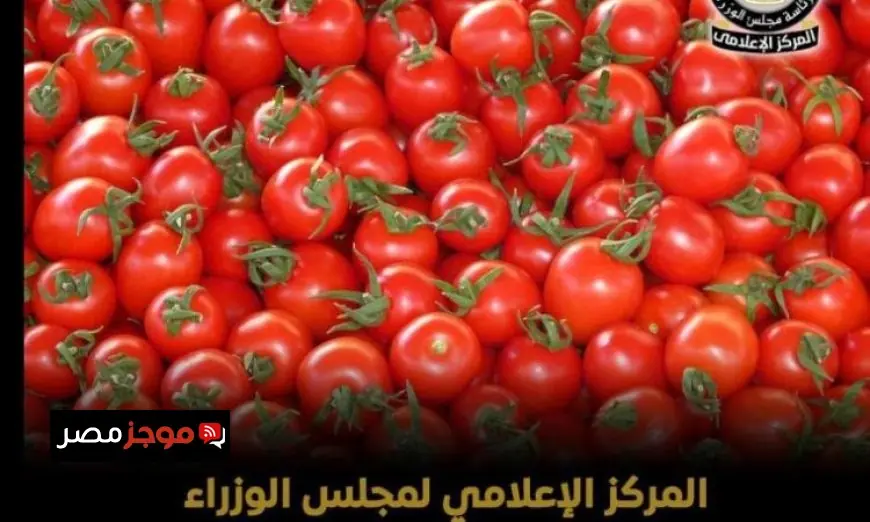 إعلامي الوزراء يكشف حقيقة رش الطماطم بمادة الإثيريل لتسريع نضجها