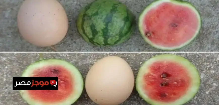بطيخ صغير بحجم بيضة الدجاج ي revolutionize الزراعة الحديثة في أمريكا