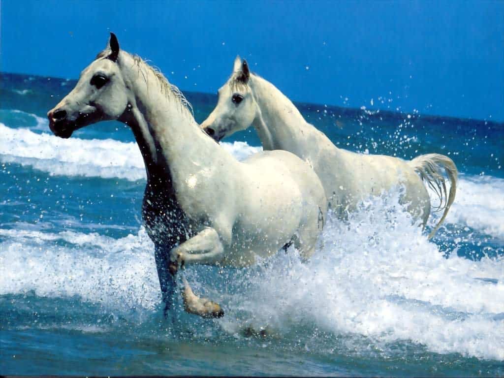رأيت في الحلم أحتضن رأس مقطوعة لحصان أبيض - موجز مصر