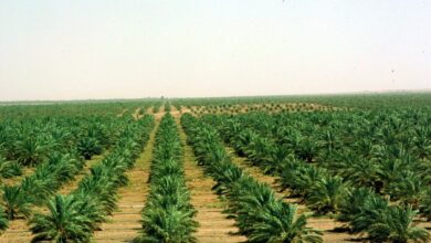 Photo of اهم المحاصيل الزراعية في المملكة العربية السعودية