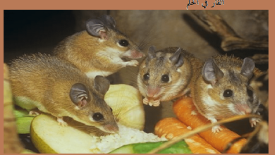 Photo of الفأر في الحلم تفسير حلم الفئران