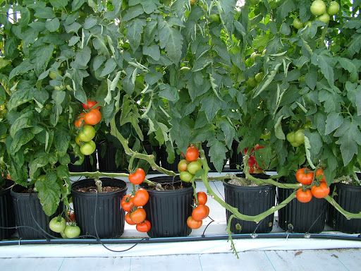 زراعة الطماطم في المنزل وما المكونات التي تستخدم أثناء الزراعة؟