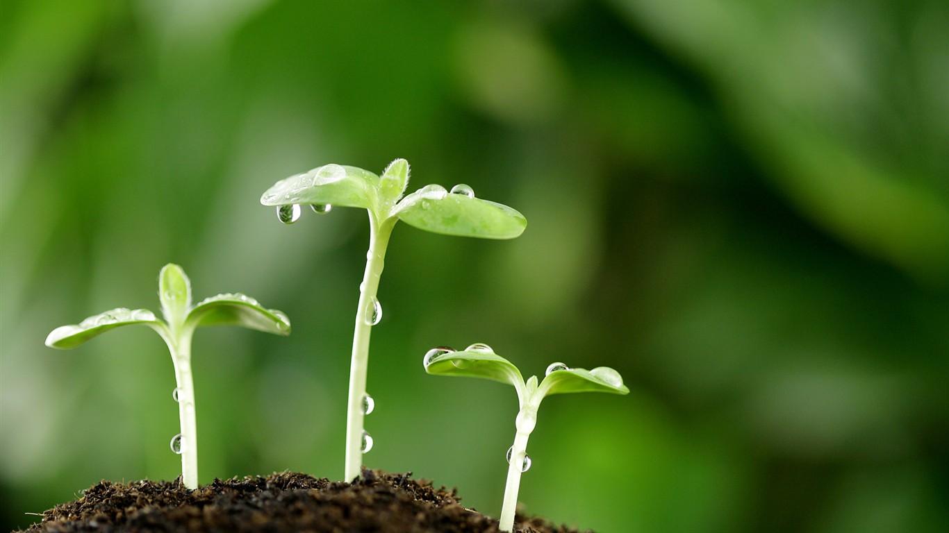 كيف تنمو البذرة لتصبح نبتة صغيرة وما هي عوامل نمو البذور
