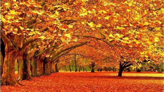 موضوع تعبير عن فصل الخريف وجمال الطبيعية