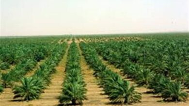 Photo of أهم المحاصيل الزراعية في المملكة العربية السعودية