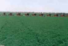 Photo of اشهر المحاصيل الزراعية في تبوك