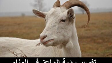 Photo of تفسير رؤية الماعز في المنام لابن سيرين وللنابلسي