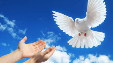 Photo of عبارات عن يوم السلام العالمي وما هو مفهوم السلام