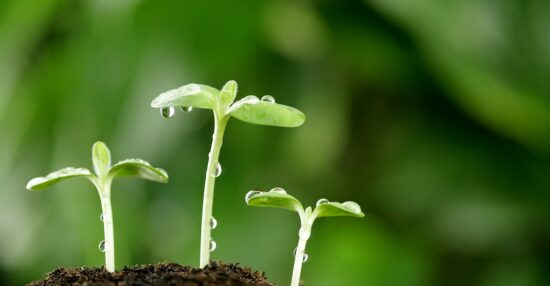 كيف تنمو البذرة لتصبح نبتة صغيرة وما هي عوامل نمو البذور