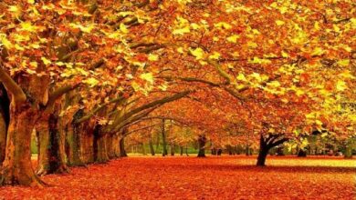 Photo of موضوع تعبير عن فصل الخريف وجمال الطبيعية