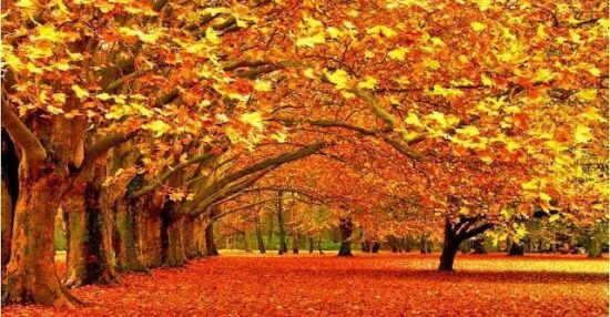موضوع تعبير عن فصل الخريف وجمال الطبيعية
