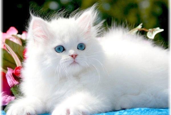 تفسير القطه البيضاء في الحلم للفتاة العزباء والمتزوجة والمطلقة والحامل