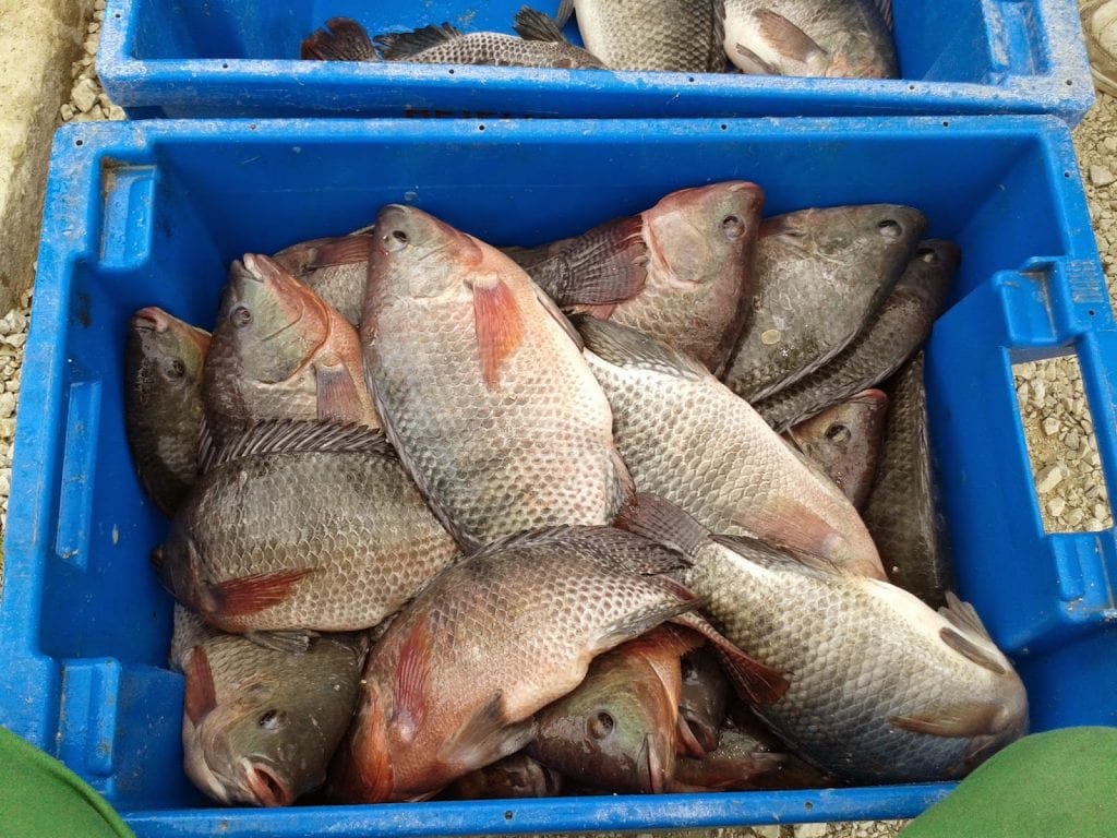 دراسة جدوى تربية اسماك البلطي واماكن تصلح لتربية السمك البلطي