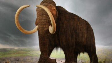 بحث عن الحيوانات المنقرضة والمهددة بالانقراض ووسبب انقراضها