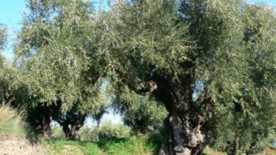 بحث عن شجرة الزيتون pdf للتعرف على فوائده الصحية ومناطق زراعته