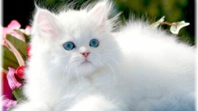 Photo of تفسير القطه البيضاء في الحلم للفتاة العزباء والمتزوجة والمطلقة والحامل