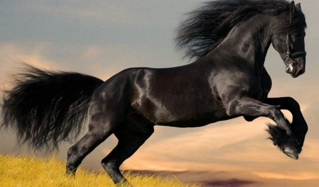 تفسير حلم الحصان الهائج على اختلاف ألوانه وحال الرائي