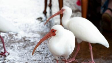 Photo of رؤية طائر أبيض كبير في المنام للعزباء والحامل والمتزوجه وأكله