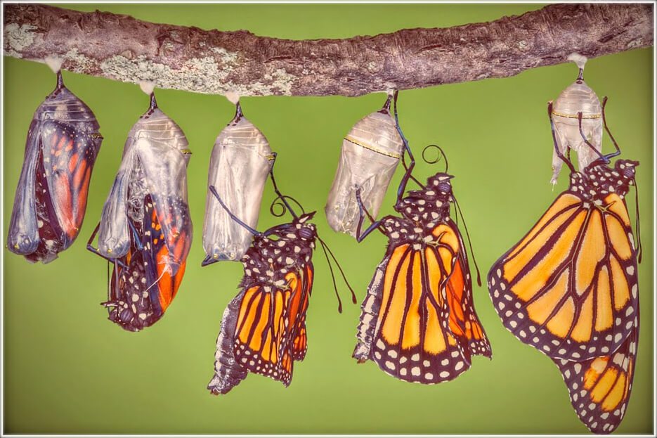 دورة حياة الفراشة في 4 مراحل بالتفصيل