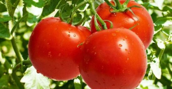 تفسير الطماطم في المنام وخطورة وجودها في حلم الرجال