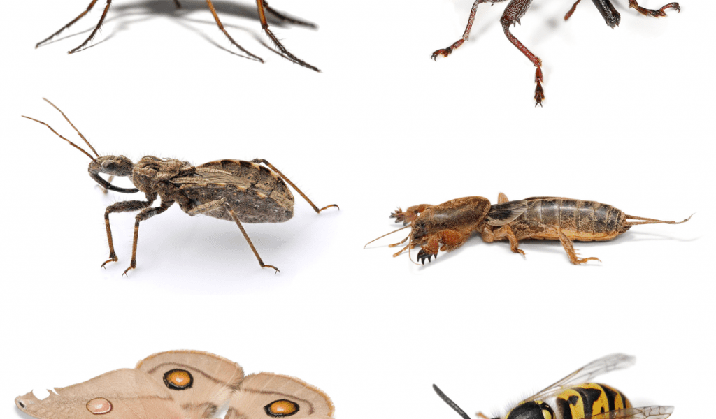 تفسير حلم الحشرات الصغيرة للعزباء والمتزوجة والحامل