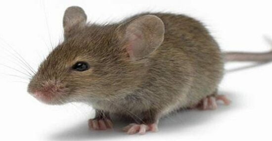 تفسير حلم الفأر الصغير لابن سرين