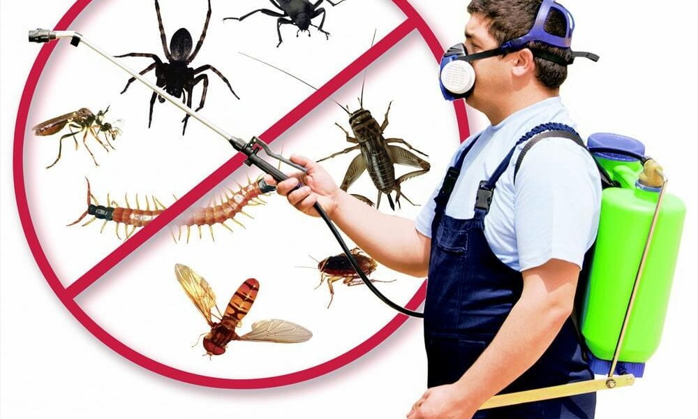 شركة مكافحة حشرات بالخبر وأرخص الأسعار المقدمة