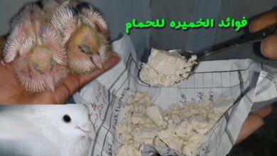 Photo of فوائد الخميرة للحمام وكيفية استخدامها والجرعة المناسبة للحمام