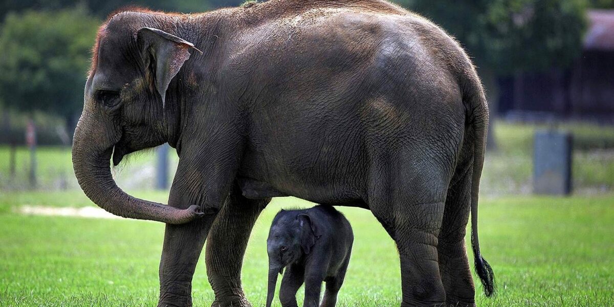 كم سنة يعيش الفيل
