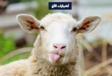 Photo of أسعار الأضاحي عيد الأضحى المبارك 1444 وموعد العيد الكبير