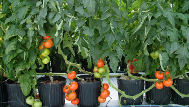 زراعة الطماطم في المنزل