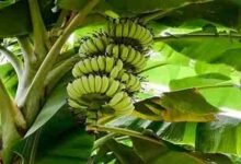 Photo of كم تستغرق شجرة الموز لكي تثمر