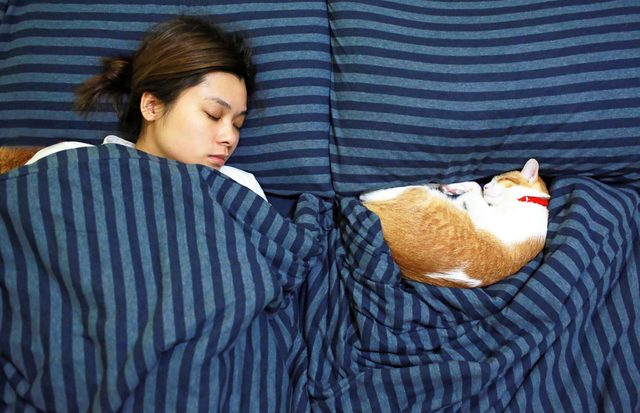 لماذا تنام القطط بجانب صاحبها