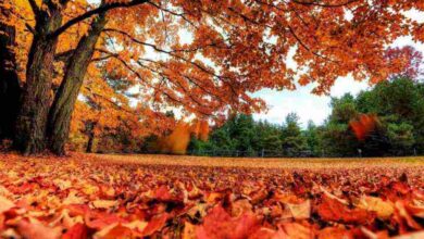 معلومات عن فصل الخريف