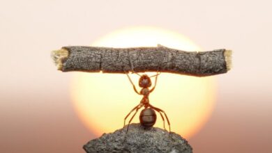 معلومات غريبة عن النمل