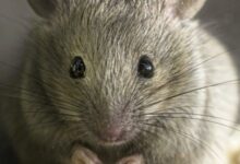 هل سم الفئران قاتل للإنسان 