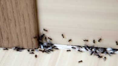 Photo of أفضل طرق القضاء على النمل في البيت مجربة وأكيدة