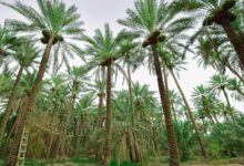 تشتهر المملكة العربية السعودية بزراعة أشجار