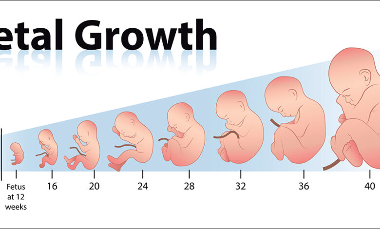 كيف يكون شكل الجنين في الشهر الأول بالصور