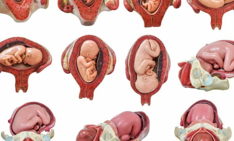 مراحل نمو الجنين بالصور أسبوعيا في الثلث الثاني من الحمل