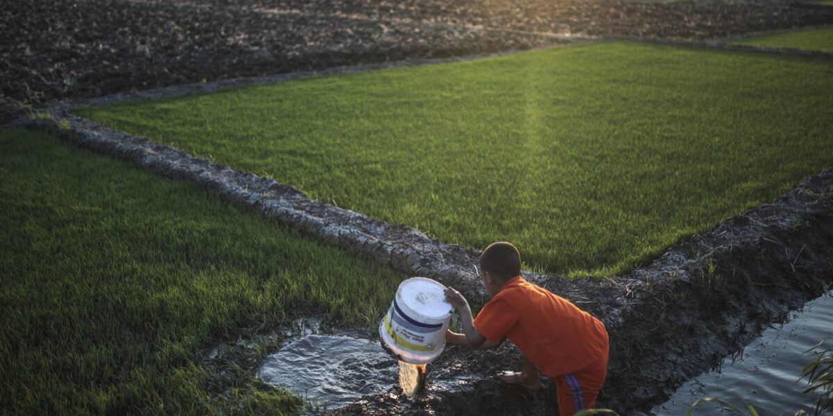 مصر تعلن حظر زراعة محصول استراتيجي هام في بعض المحافظات بسبب نقص المياه
