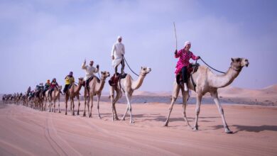 “رحلة الهجن” بنسختها العاشرة في طريق العودة إلى دبي