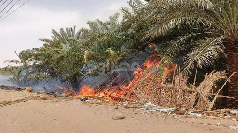 مصر: حريق كبير في مزرعة نخيل بمحافظة الوادي الجديد يؤدي إلى تفحم 50 شجرة (صور)