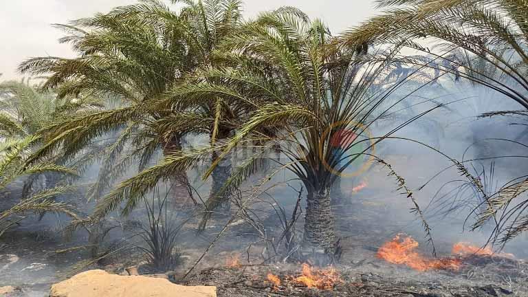 مصر: حريق كبير في مزرعة نخيل بمحافظة الوادي الجديد يؤدي إلى تفحم 50 شجرة (صور)